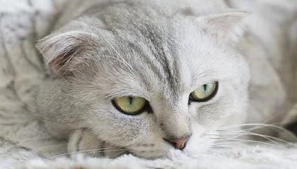 九游体育官方网站：与你共同书写体育投注的新纪元