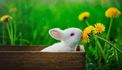 best365登录网页版-NYBO官方更新动态,回顾U8组别冠军精彩集锦